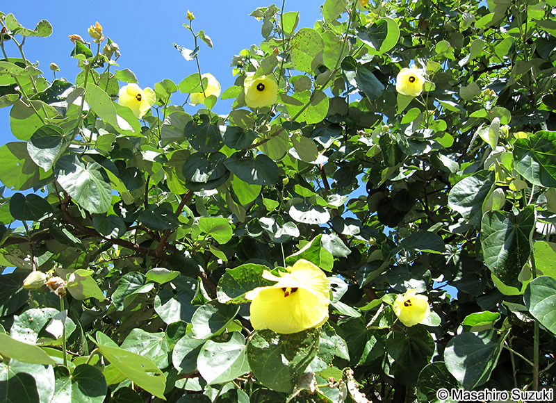 ハマボウ Hibisucus hamabo