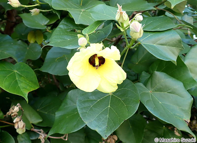ハマボウ Hibisucus hamabo