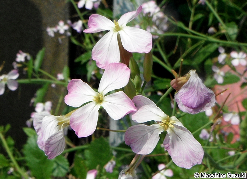 ハマダイコン Raphanus sativus f. raphanistroides