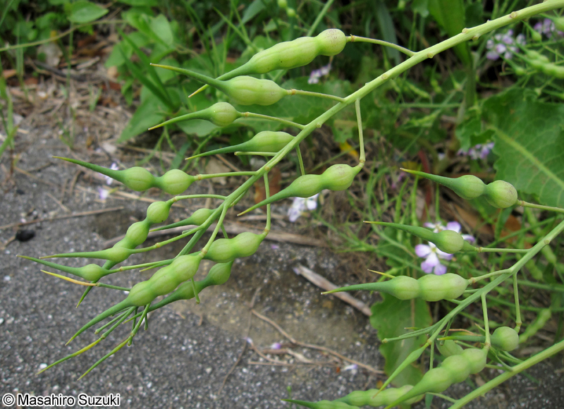 ハマダイコンの果実