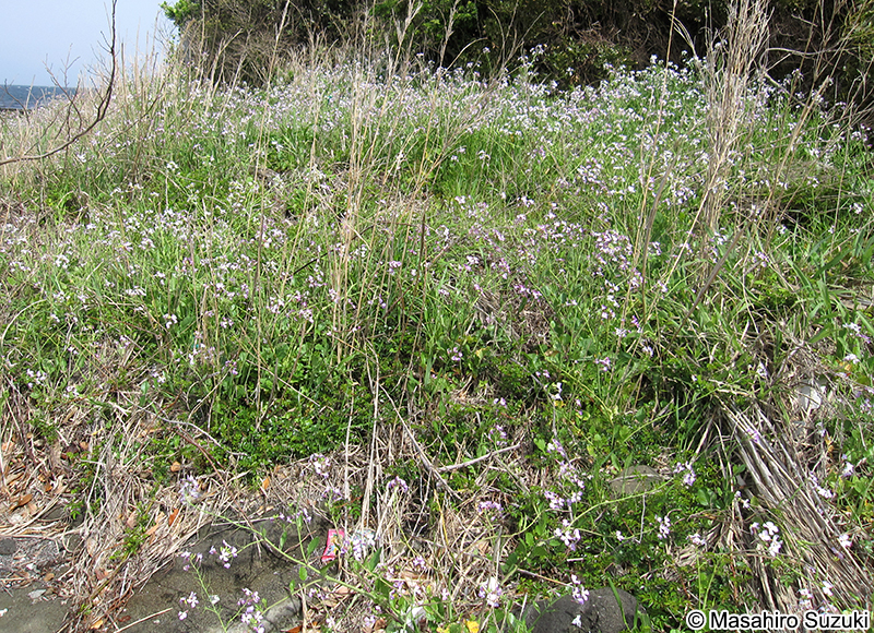 ハマダイコン Raphanus sativus f. raphanistroides