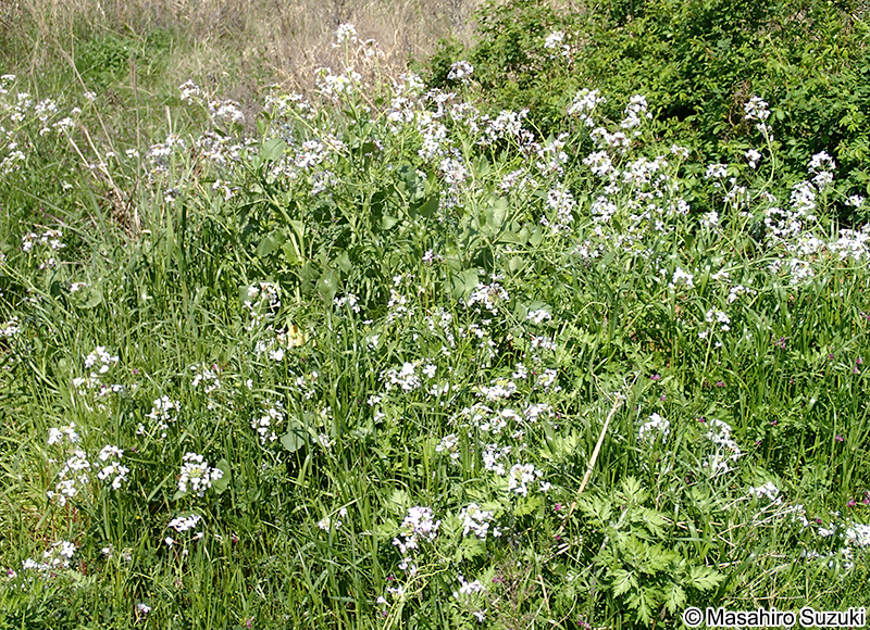 ハマダイコン Raphanus sativus f. raphanistroides