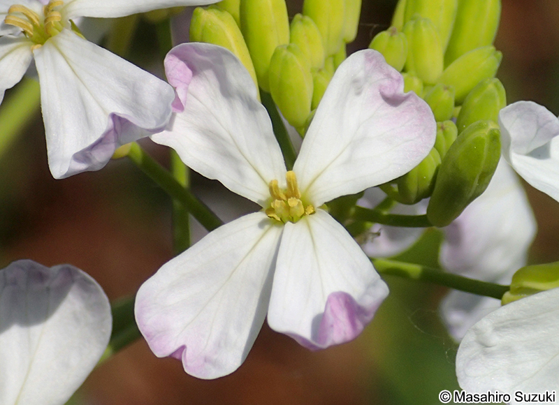 ハマダイコンの花