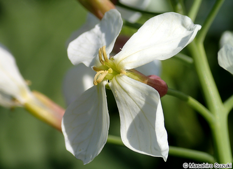 ハマダイコンの花
