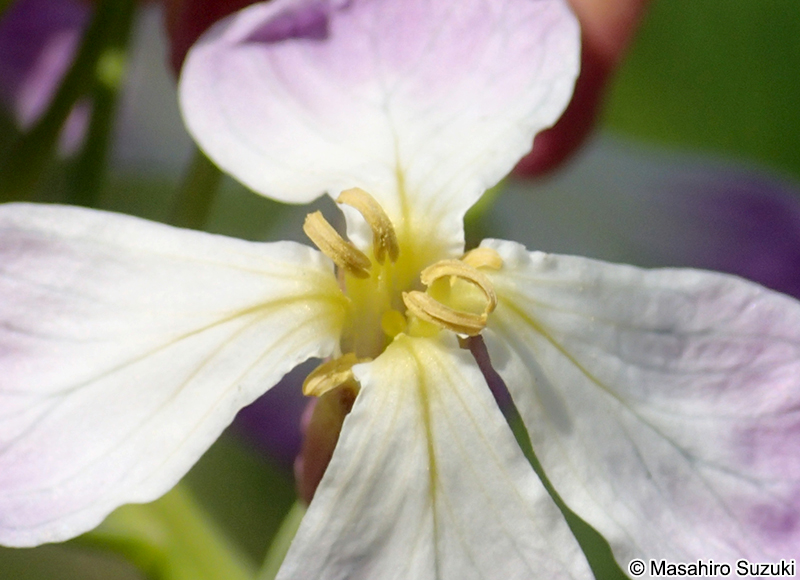 ハマダイコンの花