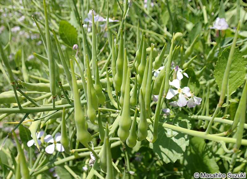 ハマダイコンの果実
