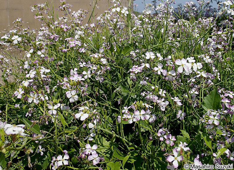 ハマダイコン Raphanus sativus f. raphanistroides