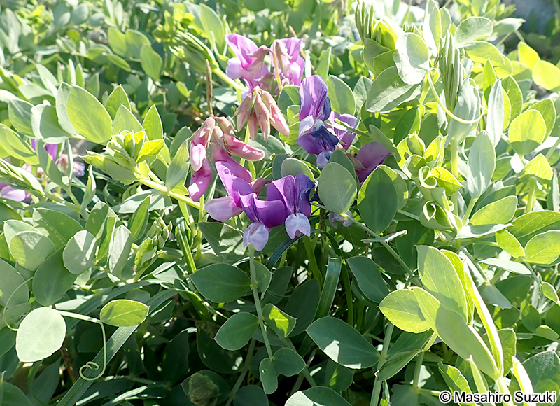 ハマエンドウ Lathyrus japonicus