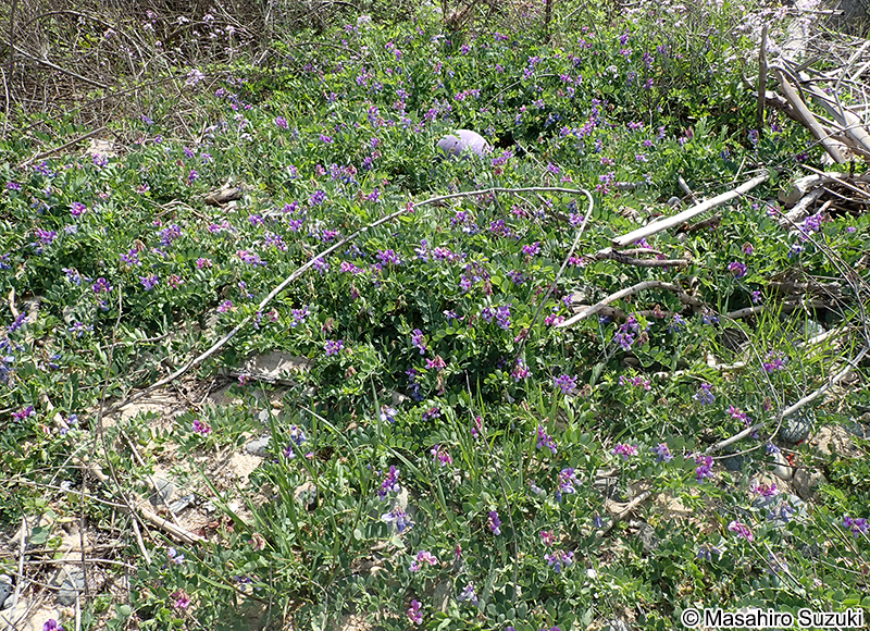 ハマエンドウ Lathyrus japonicus