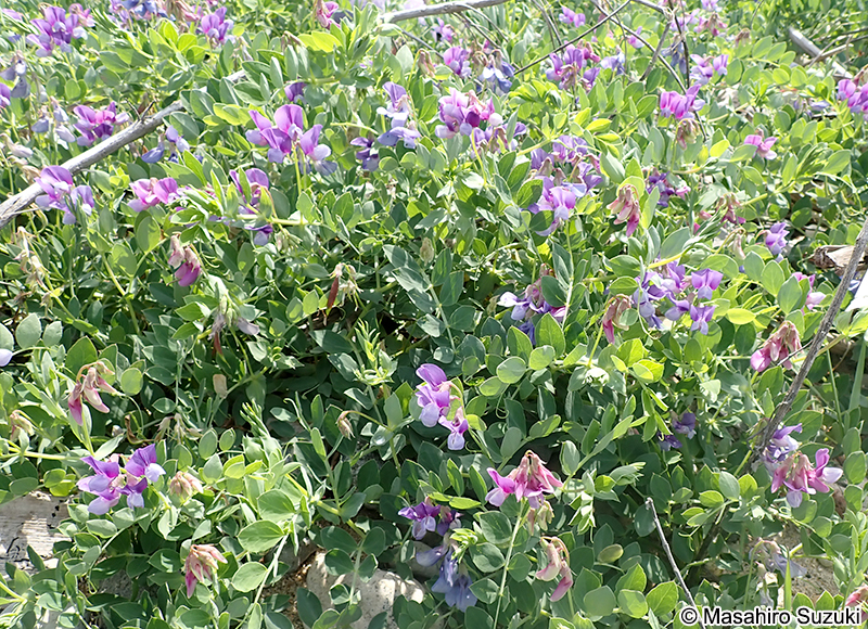 ハマエンドウ Lathyrus japonicus