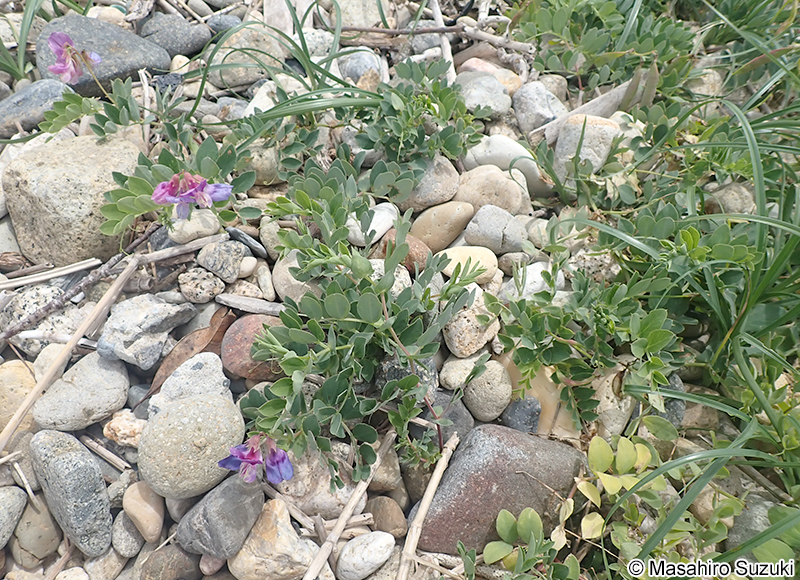 ハマエンドウ Lathyrus japonicus