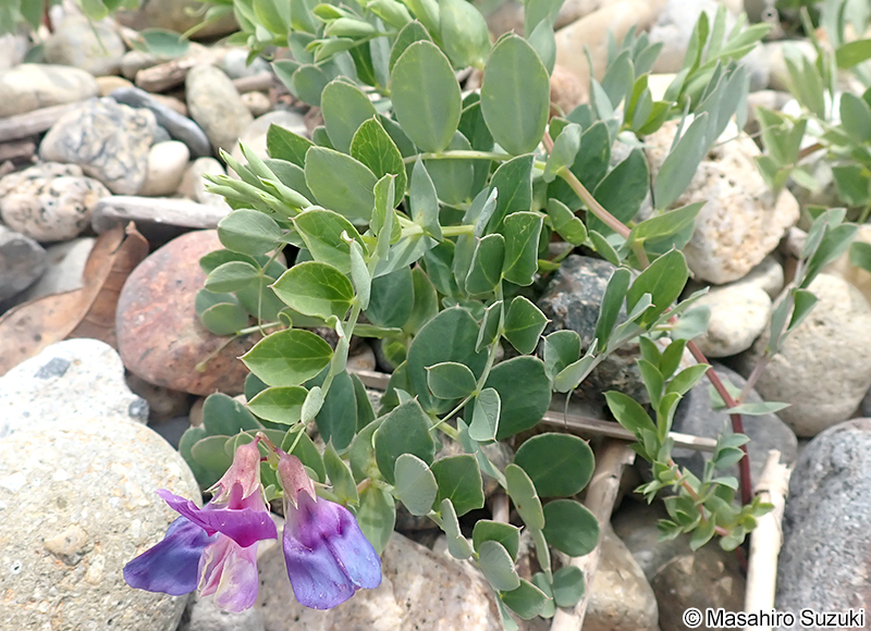 ハマエンドウ Lathyrus japonicus