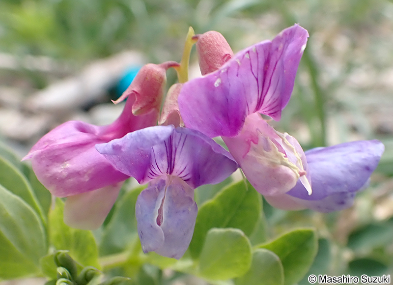 ハマエンドウ Lathyrus japonicus