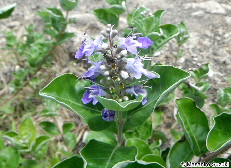 ハマゴウ Vitex rotundifolia