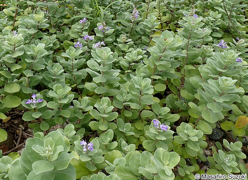 ハマゴウ Vitex rotundifolia