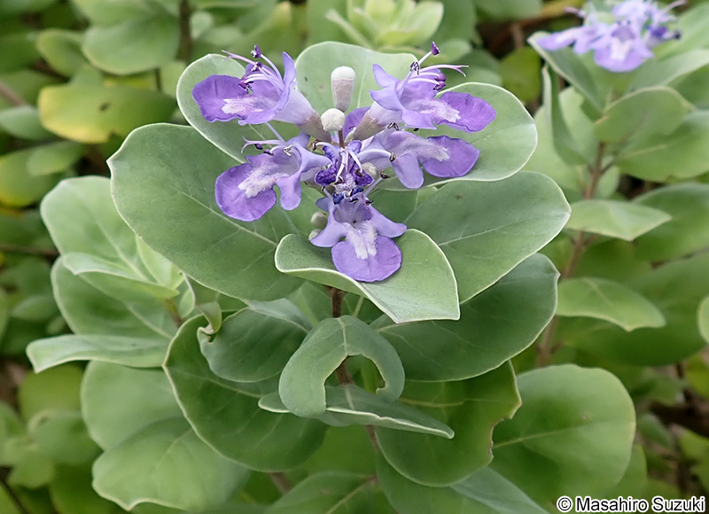 ハマゴウ Vitex rotundifolia