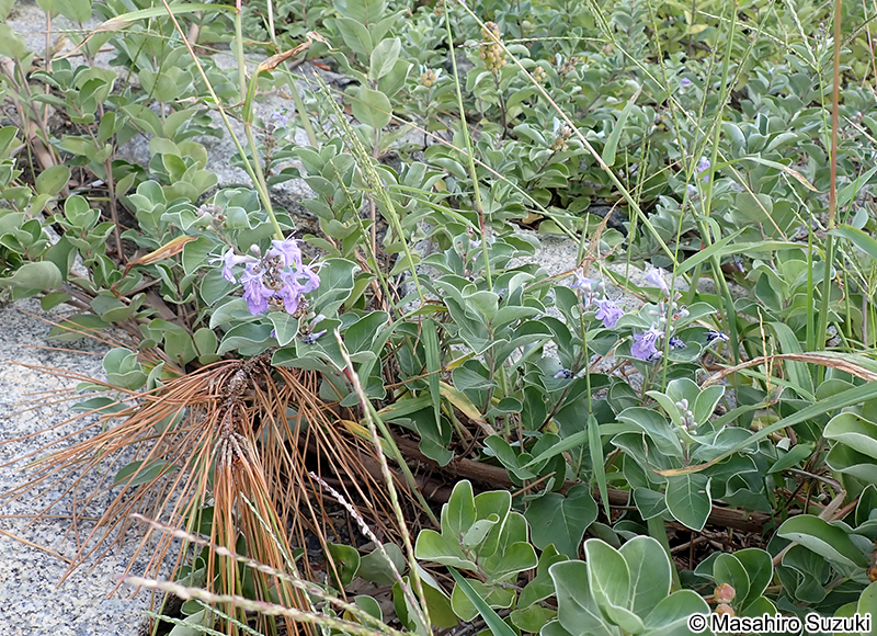 ハマゴウ Vitex rotundifolia