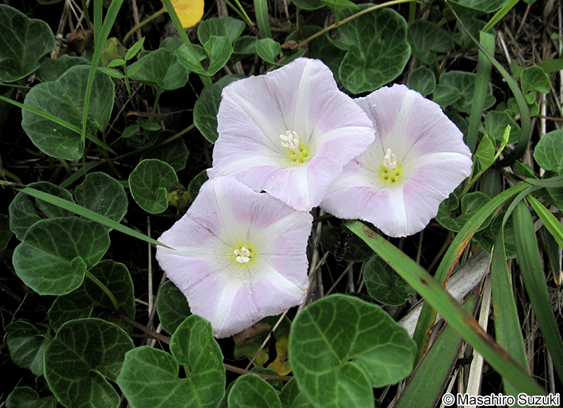 ハマヒルガオ Calystegia soldanella