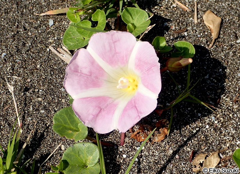ハマヒルガオ Calystegia soldanella