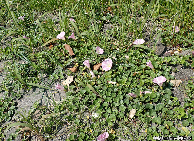 ハマヒルガオ Calystegia soldanella