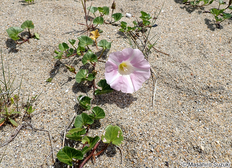 ハマヒルガオ Calystegia soldanella