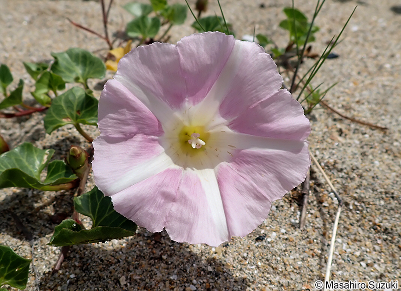 ハマヒルガオ Calystegia soldanella