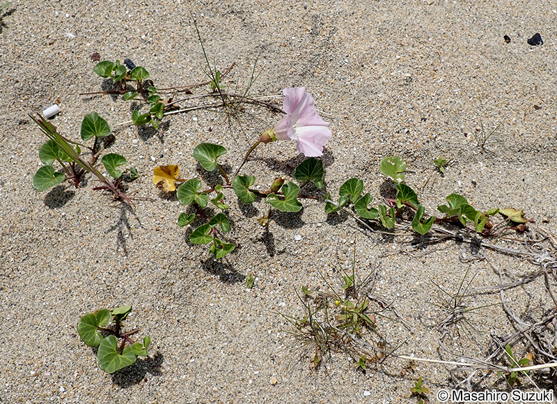 ハマヒルガオ Calystegia soldanella