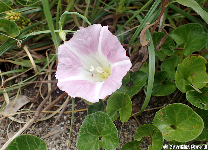 ハマヒルガオ Calystegia soldanella