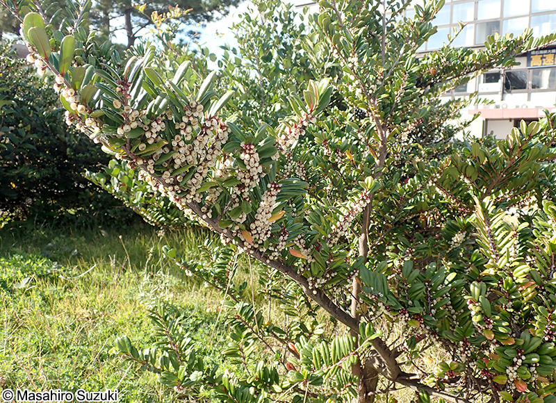 ハマヒサカキ Eurya emarginata