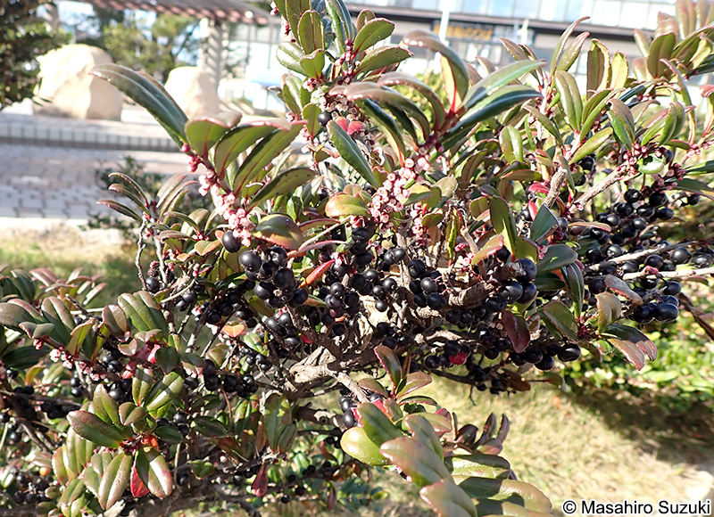ハマヒサカキ Eurya emarginata