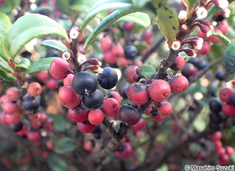 ハマヒサカキの果実