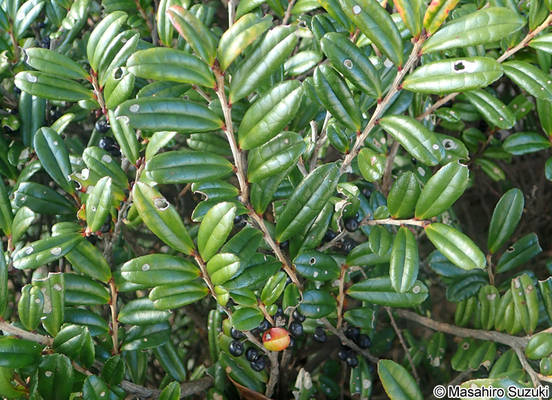 ハマヒサカキ Eurya emarginata