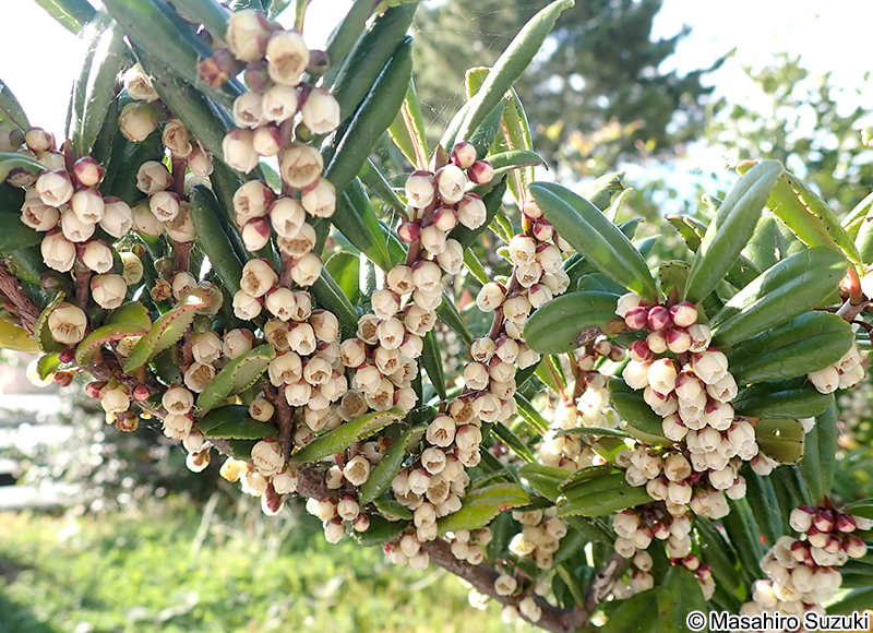 ハマヒサカキ Eurya emarginata