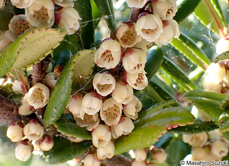 ハマヒサカキの花
