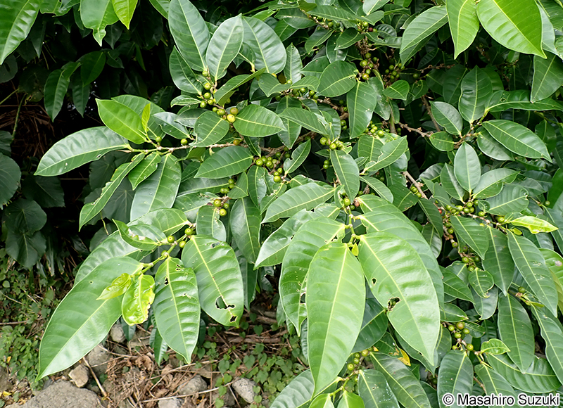 ハマイヌビワ Ficus virgata
