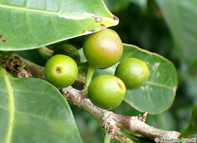 ハマイヌビワ Ficus virgata