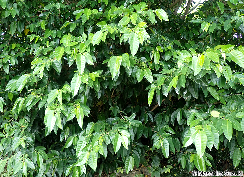ハマイヌビワ Ficus virgata