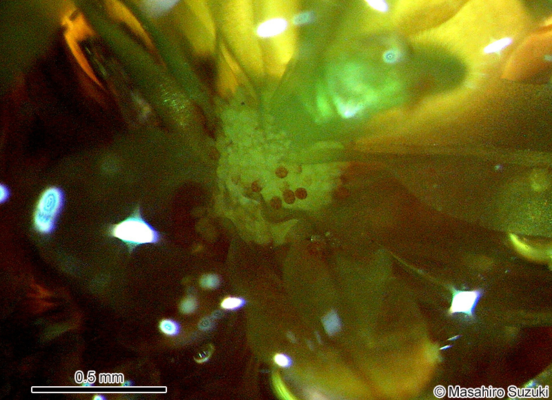 ハマキゴケの無性芽