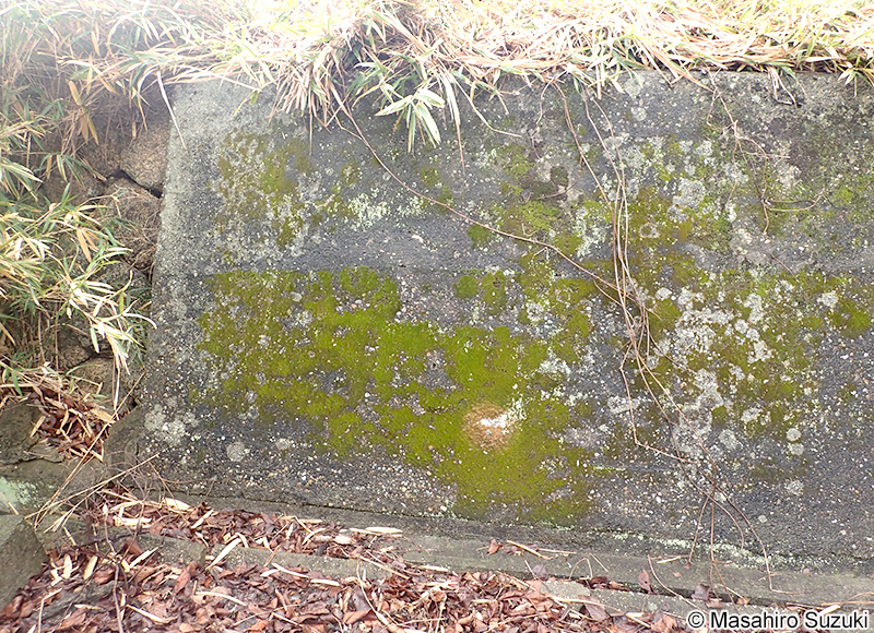 ハマキゴケ Hyophila propagulifera