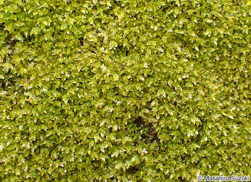 ハマキゴケ Hyophila propagulifera