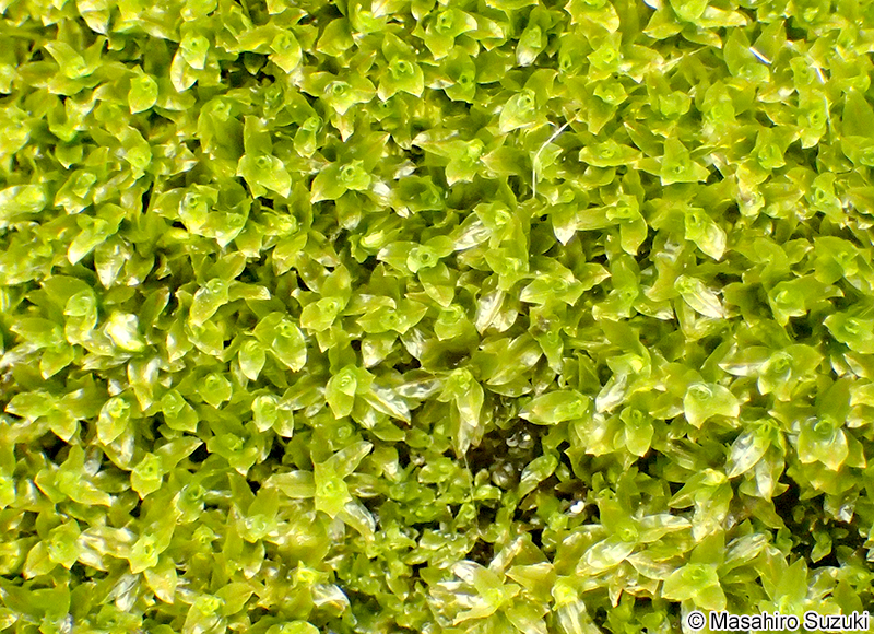 ハマキゴケ Hyophila propagulifera