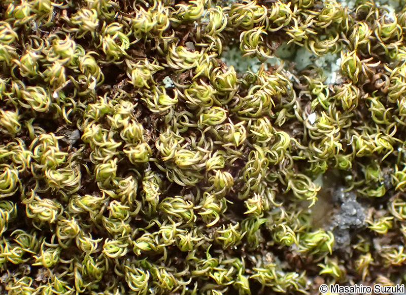 ハマキゴケ Hyophila propagulifera