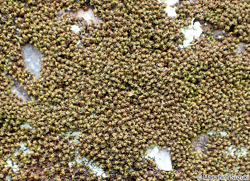 ハマキゴケ Hyophila propagulifera