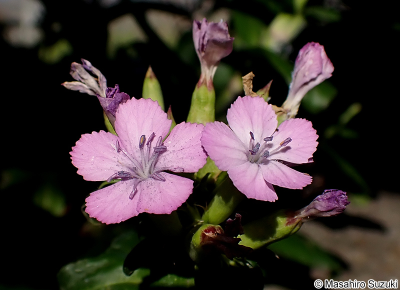 ハマナデシコ Dianthus japonicus