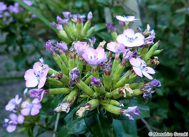ハマナデシコ Dianthus japonicus