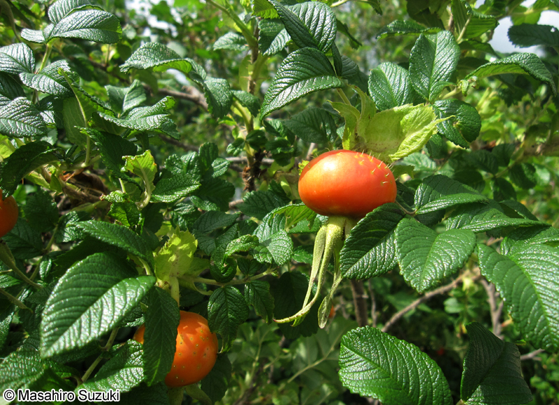 ハマナス（ハマナシ） Rosa rugosa