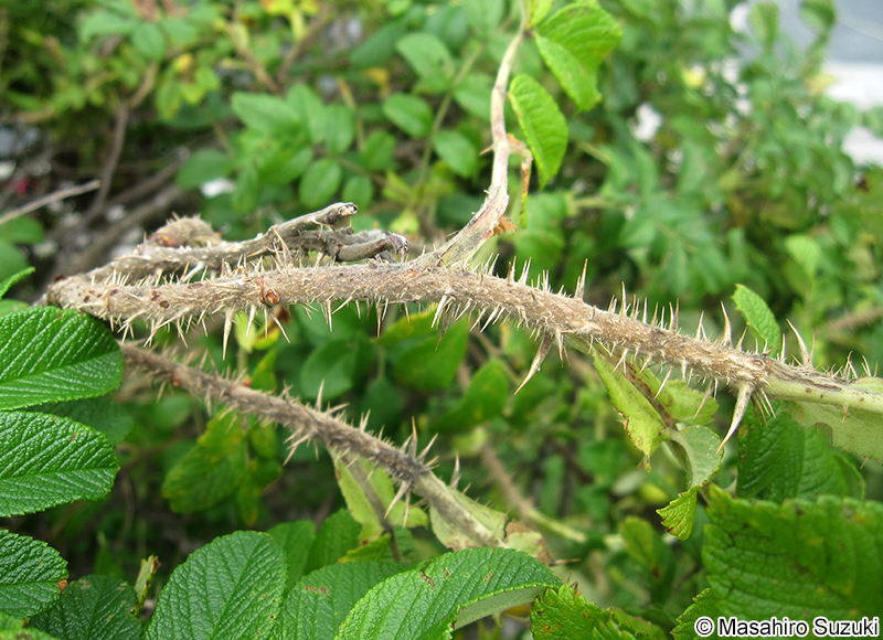 ハマナス（ハマナシ） Rosa rugosa