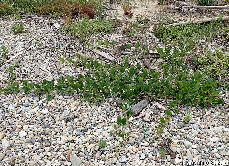 ハマナタマメ Canavalia lineata