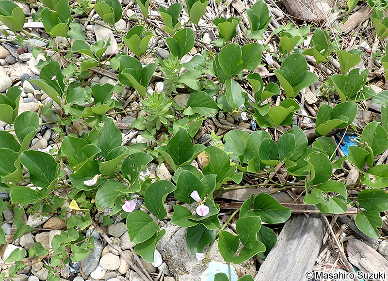 ハマナタマメ Canavalia lineata