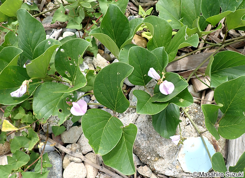 ハマナタマメ Canavalia lineata